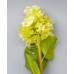 Цветок "Гортензия большая"  SUB1060